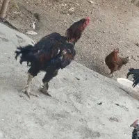 خروس لاری