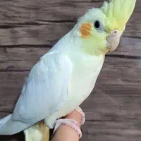 عروس هلندی ، قناری ... نژاد و رنگ متنوع