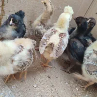 جوجه محلی کاکلی یک ماهه|حیوانات مزرعه|سیاهکل, |دیوار