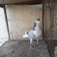 بدرنگ دمگیر