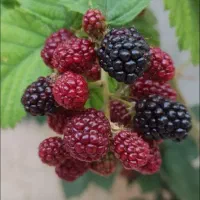 تمشک بدون خار|گل و گیاه طبیعی|رستم‌آباد, |دیوار