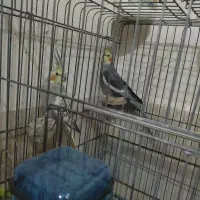 عروس هلندی خونگی و دستی سخن گو