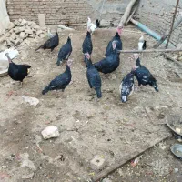 بوقلمون جوان