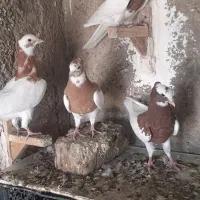 طوقی،طوق زرد،طوق سرخ|پرنده|شیراز, کوشک میدان|دیوار