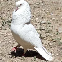 کبوتر یکجای عتیقه دونه ۵۰۰مقطوع تک از ۴۰۰تا ۱تومن