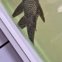 لجن خوار کت فیش آکواریوم