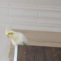 عروس هلندی دستی|پرنده|سپیدان, |دیوار