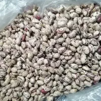 لوبیا چیتی درجه یک امسال|خوردنی و آشامیدنی|سیلوانه, |دیوار