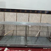 قفس جفتخوان پژاوند.لانه عروس هلندی