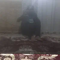 فروش تلوزیون LED ۵۵ اینج ایست پوینت|تلویزیون و پروژکتور|بندر ماهشهر, |دیوار