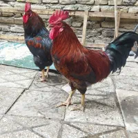 خروس|حیوانات مزرعه|مشهد, شهید آوینی|دیوار
