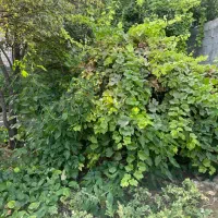 اجاره بلند مدت باغ میوه