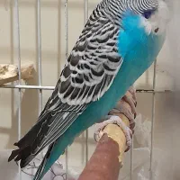مرغ عشق