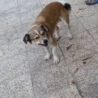 سگ پاکوتاه تریر|سگ|مشهد, سازمان آب|دیوار