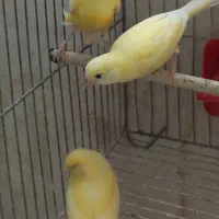 ۳۰ عدد جوجه قناری|پرنده|تهران, ترمینال غرب|دیوار