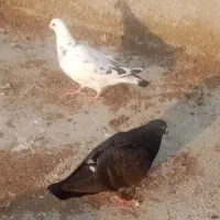 فروش کفتر جوجه کشی خارجی