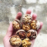 گردو ایرانی