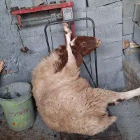 گوسفند زنده ماده شیشک پنچ کیلو متری اراک مرزیجران