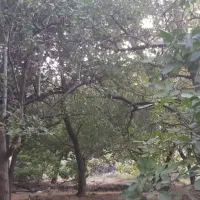 زمین باغی معاوضه ای|فروش زمین و ملک کلنگی|دهبکری, |دیوار