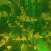 لوچ دلقک|ماهی|تهران, کوثر|دیوار