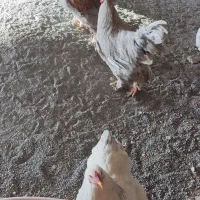 آگهی خروس چه برهما یا امپراتور