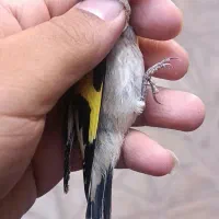 جوجه سهره ۲عدد