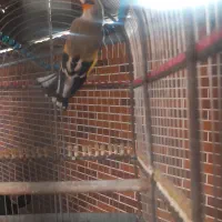 سهره نر جوجه قفس بخون