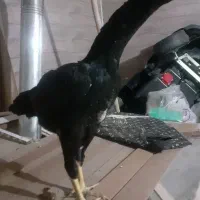 اوشامو مرغ گردن لرزان