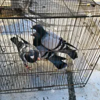 کبوتر درجه یک زدو خوردی|پرنده|کرج, عظیمیه|دیوار