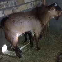 نری|حیوانات مزرعه|فهرج, |دیوار