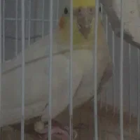 عروس هلندی نر مست