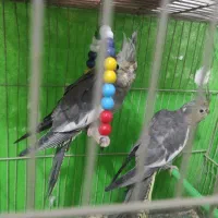 عروس هلندی|پرنده|چناران, |دیوار