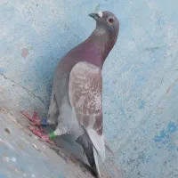 پلاکی عراق پرینت دار بی نظیر