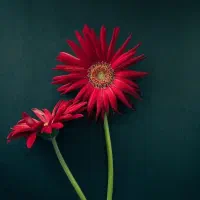 پرستاری از سالمند و خانه داری