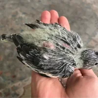 جوجه عروس هلندی|پرنده|رودهن, |دیوار