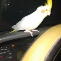 عروس هلندی بالغ نر سخنگو