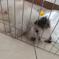 سگ نژاد مالتیپو 3 ماهه