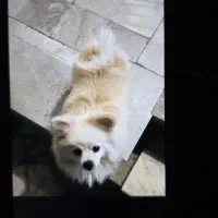 پامرئین خرسی