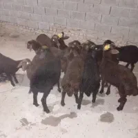 بره قزل درجه یک