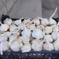 سیر سرت شده و سرت نشده