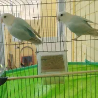 طوطی کوتوله اوپال درجه یک