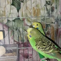 مرغ عشق|پرنده|کشاورز, |دیوار