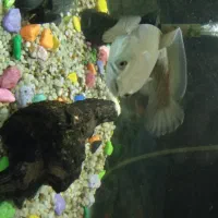 ماهی بلک گلکسی چانا|ماهی|اصفهان, سرچشمه|دیوار