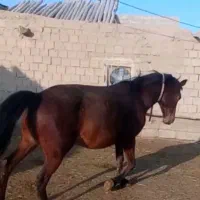 مادیان 7ساله