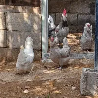 مرغ و خروس پاکر(فقط تخم نطفه دار پاکر موجود هست)