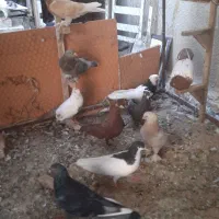 ده تا کفتر ماده بزن روهم|پرنده|شیراز, بازار|دیوار