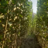 نهال صنوبر و کبوده