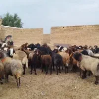 گله افشاری همه شیشک میش جوون همه آبستن جفتی 85