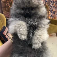 سگ پامر خرسی