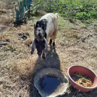 این بزغاله سالم سرحال است